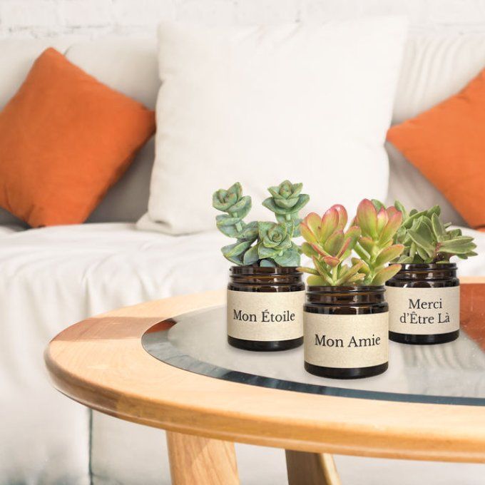 Pack 3 succulentes à message | Merci d'Être Là