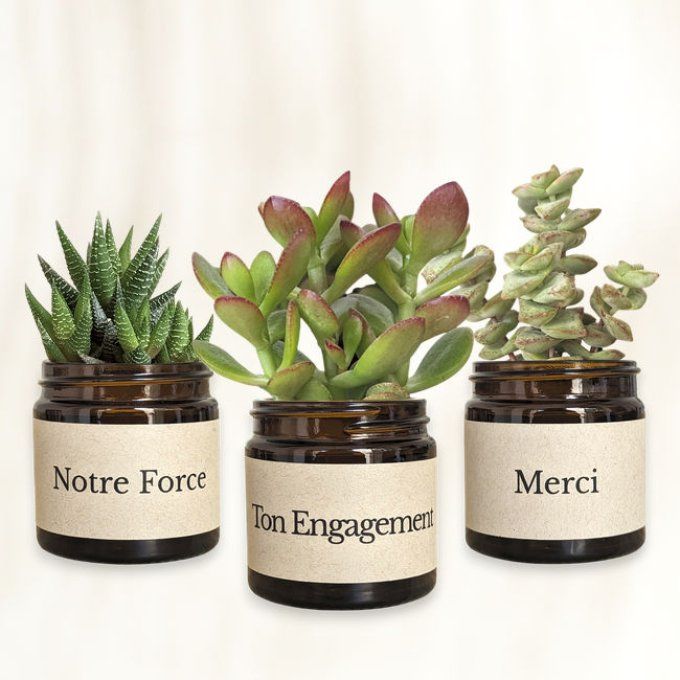 Pack 3 succulentes à message | Merci pour ton engagement