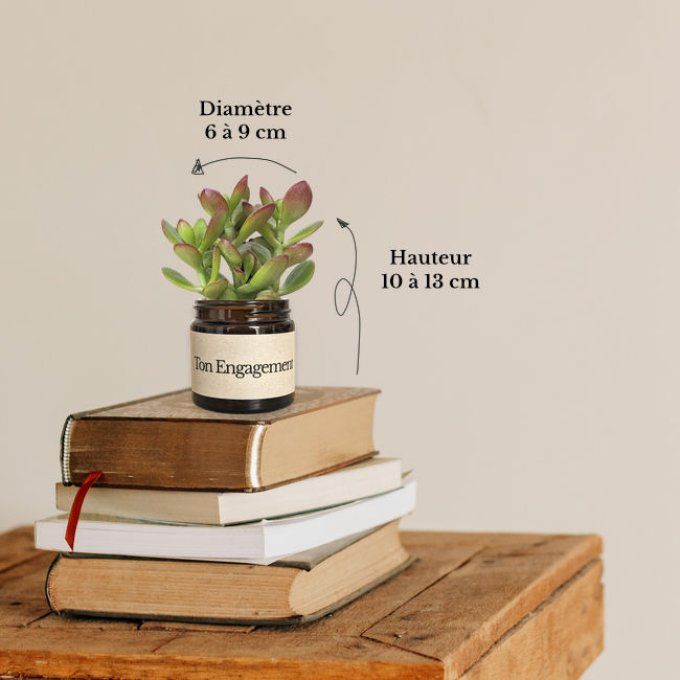 Pack 3 succulentes à message | Merci pour ton engagement