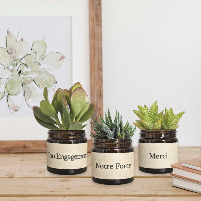 Pack 3 succulentes à message | Merci pour ton engagement