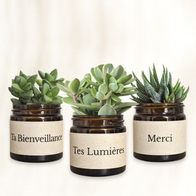 Pack 3 succulentes à message | Merci pour tes Lumières