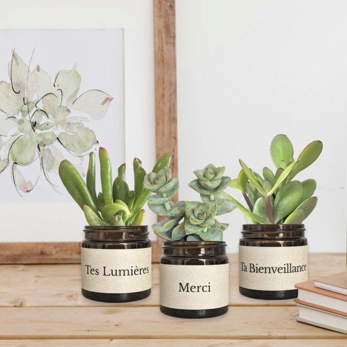 Pack 3 succulentes à message | Merci pour tes Lumières