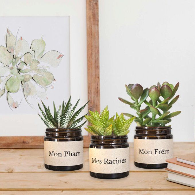 Pack 3 succulentes à message | Mon frère