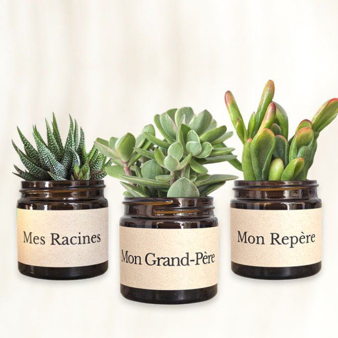 Pack 3 succulentes à message | Mon Grand-Père