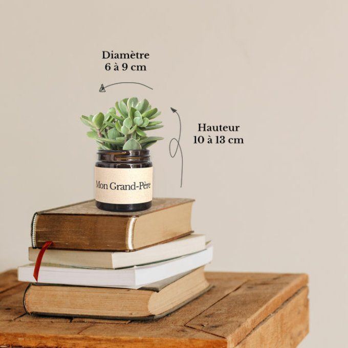 Pack 3 succulentes à message | Mon Grand-Père