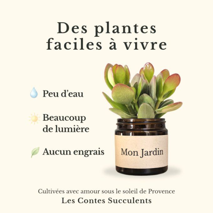 Pack 3 succulentes à message | Mon Grand-Père
