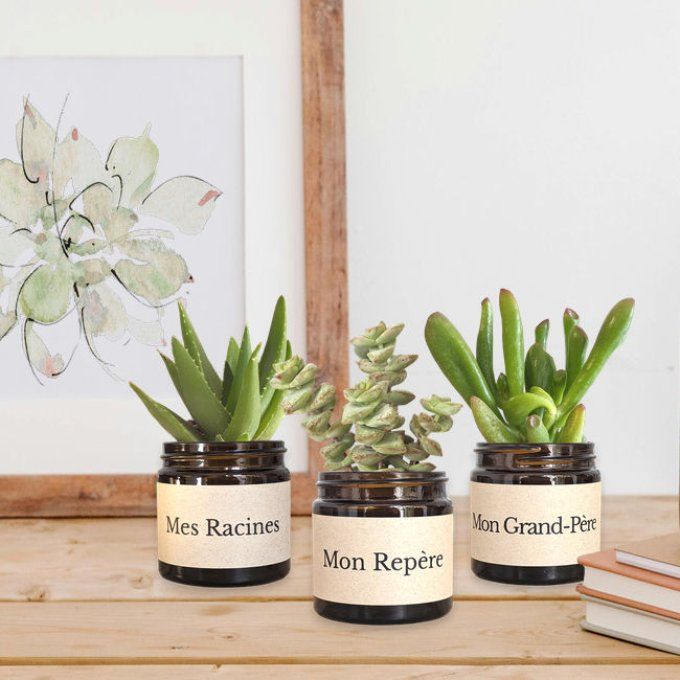 Pack 3 succulentes à message | Mon Grand-Père