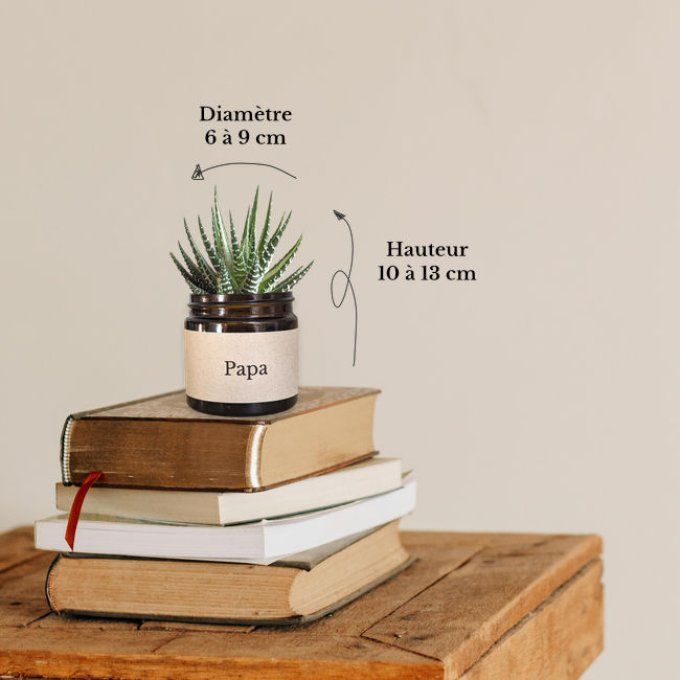 Pack 3 succulentes à message | Papa
