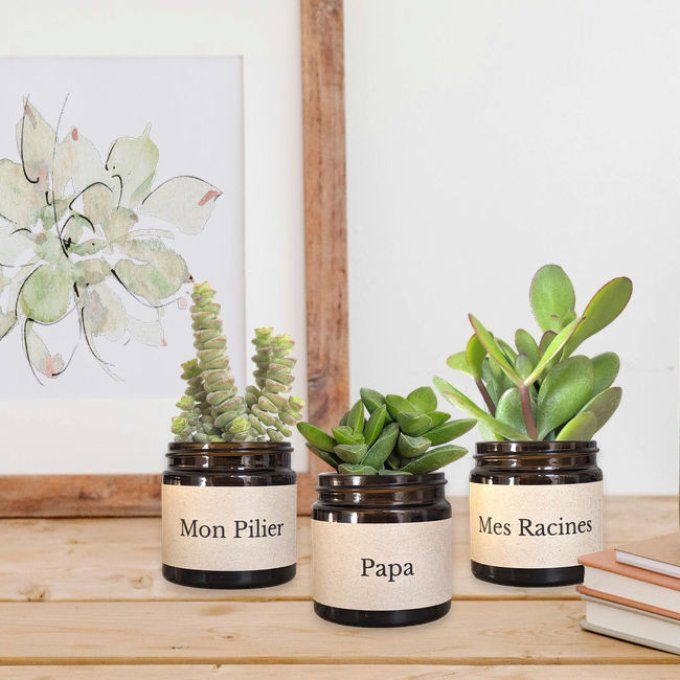 Pack 3 succulentes à message | Papa