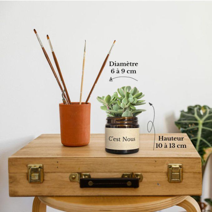Pack 3 succulentes à message | Serment Végétal