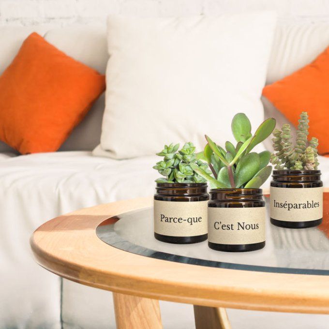 Pack 3 succulentes à message | Serment Végétal