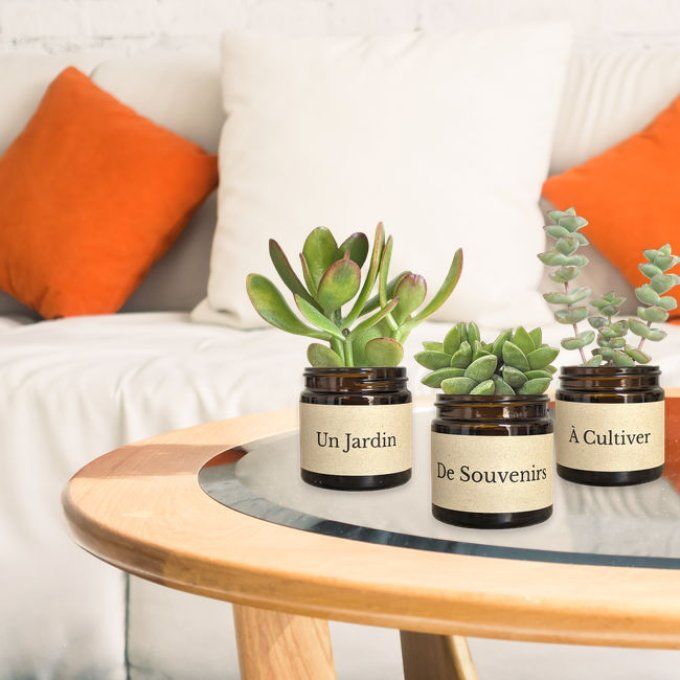 Pack 3 succulentes à message | Souvenirs à Cultiver