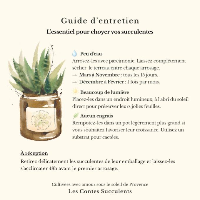 Pack 3 succulentes à message | Ma Soeur