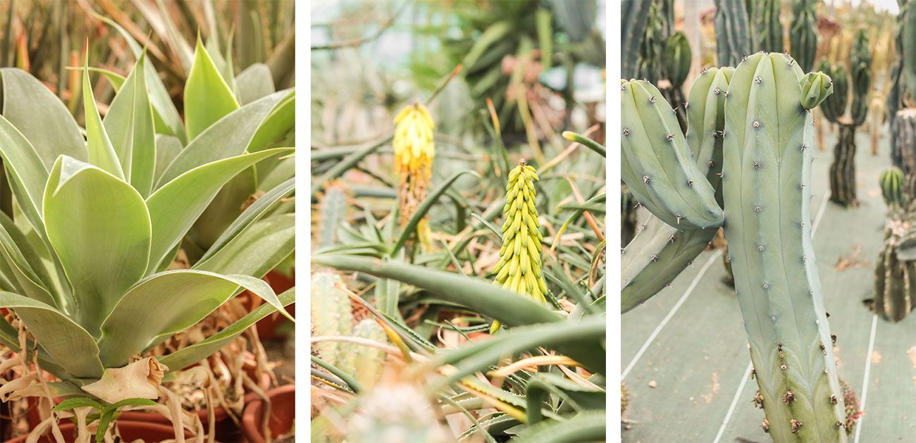 Agave, Aloe et Myrtillocactus