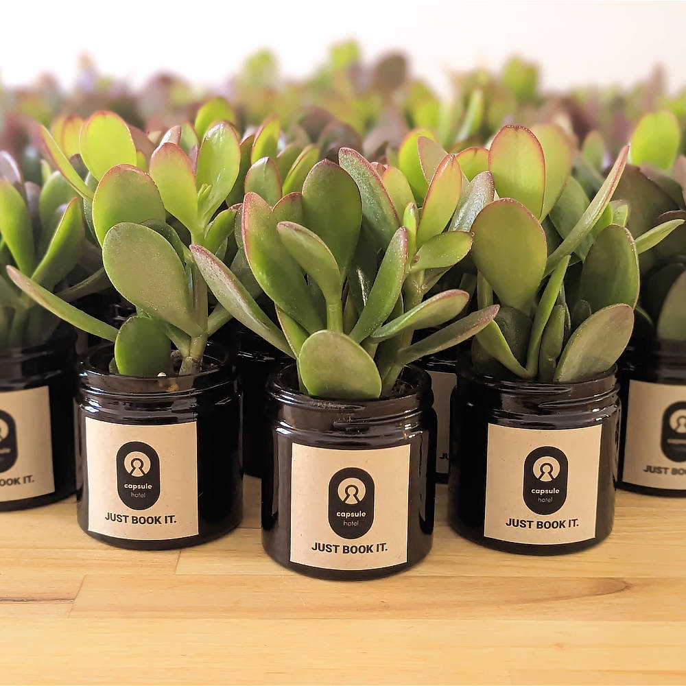 Ouverture de l'hôtel Capsule de Lucerne