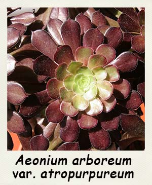 Aeonium arboreum atropurpureum