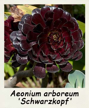 Aeonium arboreum Zwartkop