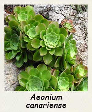 Aeonium canariense