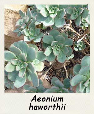 Aeonium haworthii - Les Contes Succulents