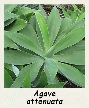 Agave attenuata- Les Contes Succulents