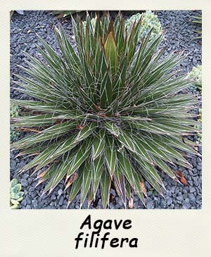Agave filifera - Les Contes Succulents