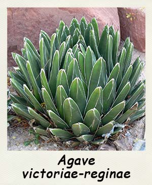 Agave victoriae-reginae - Les Contes Succulents