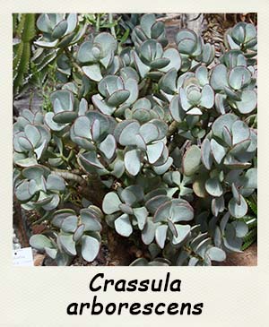 Crassula arborescens - Les Contes Succulents