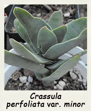 Crassula falcata - Les Contes Succulents