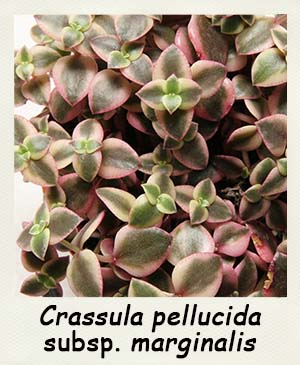 Crassula marginalis - Les Contes Succulents