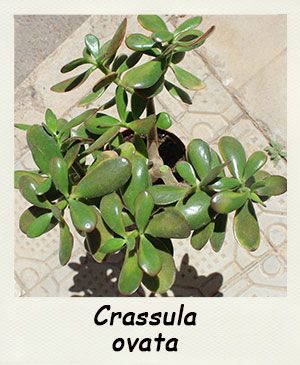 Crassula ovata - Les Contes Succulents