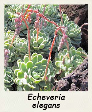 Echeveria elegans