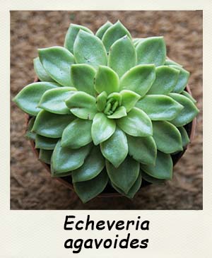 Echeveria agavaoides