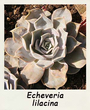 Echeveria lilacina