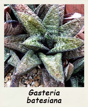 Gasteria batesiana - Les Contes Succulents