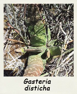 Gasteria disticha - Les Contes Succulents
