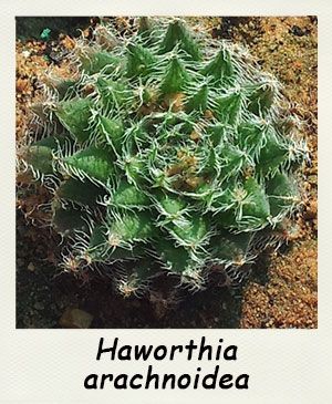 Haworthia arachnoidea - Les Contes Succulents