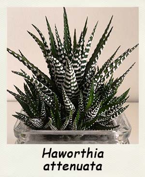 Haworthia attenuata - Les Contes Succulents