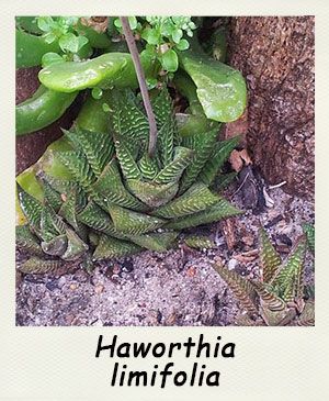 Hawothia limioflia - Les Contes Succulents