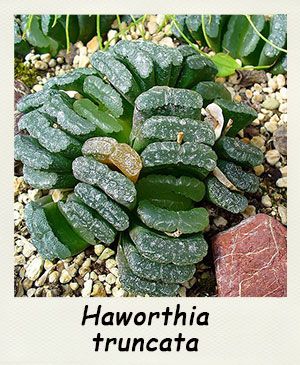 Haworthia truncata - Les Contes Succulents