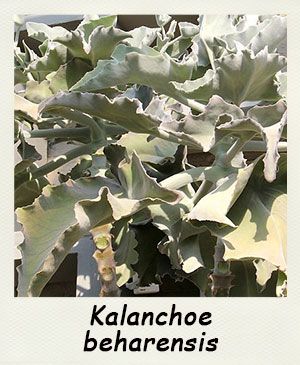 Kalanchoe beharensis - Les Contes Succulents