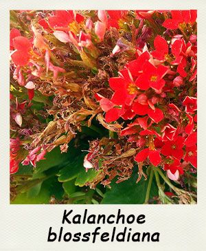 Kalanchoe blossfeldiana - Les Contes Succulents
