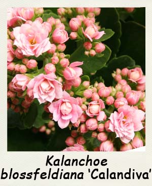Kalanchoe blossfeldiana var. calandiva - Les Contes Suculents