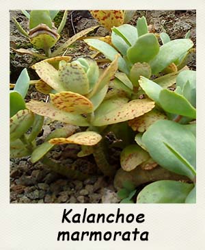 Kalanchoe marmorata - Les Contes Succulents