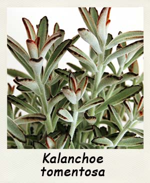 Kalanchoe tomentosa - Les Contes Succulents