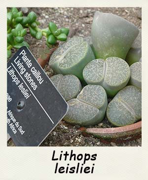 Lithops leisliei- Les Contes Succulents