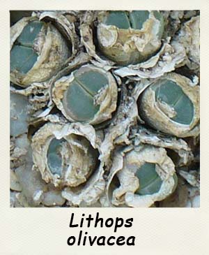 Lithops olivacea - Les Contes Succulents