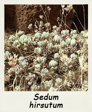 Sedum hirsutum - Les Contes Succulents
