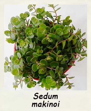 Sedum makinoi - Les Contes Succulents