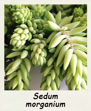 Sedum morganium - Les Contes Succulents