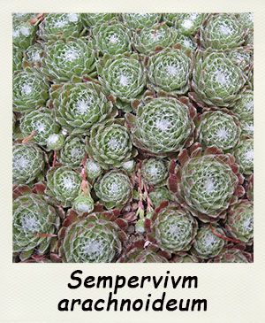 Sempervivum arachnoideum 